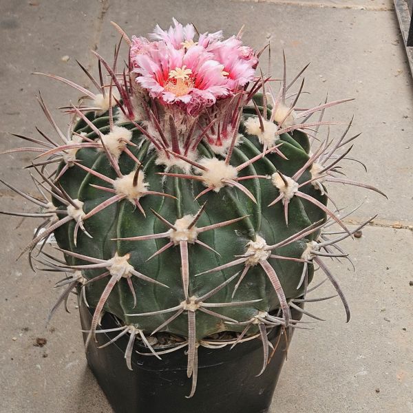 Echinocactus texensis JO 493